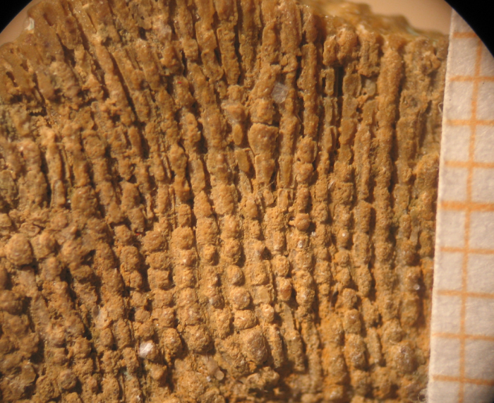 Syntype of Dimorphoseris oolitica type species of the genus Syntype of Dimorphoseris oolitica type species of the genus