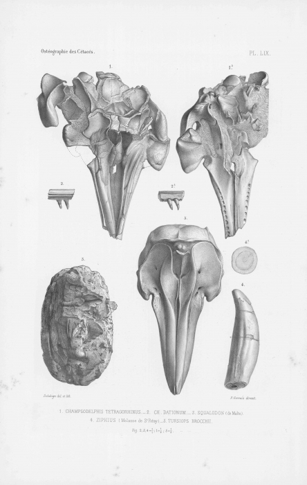 Van Beneden & Gervais (1880, pl. 59) Van Beneden & Gervais (1880, pl. 59)