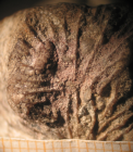 Syntype of Dimorphosmilia eboracensis type species of the genus