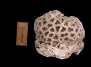 lectotype of Madrepora favus Forsk