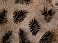 lectotype of Madrepora favus Forsk