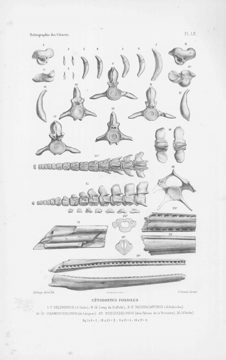 Van Beneden & Gervais (1880, pl. 60) Van Beneden & Gervais (1880, pl. 60)