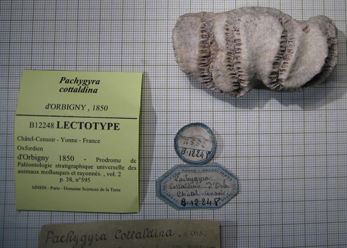 Lectotype ofPachygyra cottaldina, the type species of Psammogyra