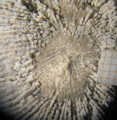 Anthozoa