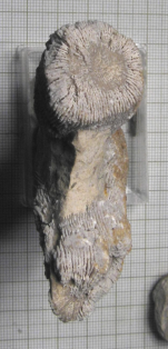 Syntype of Diplaraea arbuscula type species of the genus