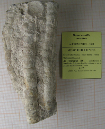 Lectotype of Donacosmilia corallina type species of the genus