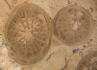 Lectotype of Donacosmilia corallina type species of the genus