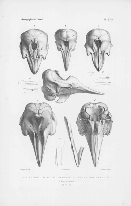 Van Beneden & Gervais (1880, pl. 63) Van Beneden & Gervais (1880, pl. 63)