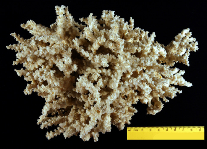 Syntype of Oculina horrescens Dana Syntype of Oculina horrescens Dana
