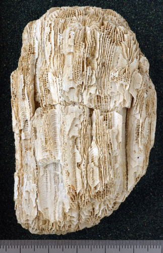 syntype of Coelocoenia torulosa Gerth