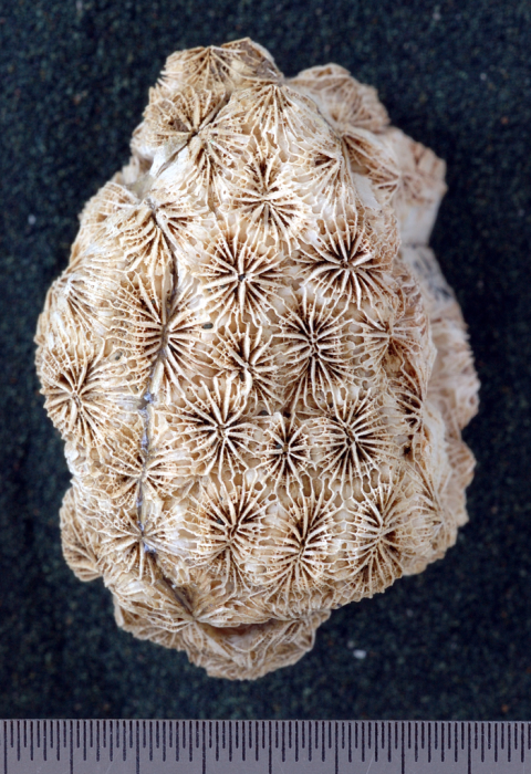 syntype of Coelocoenia torulosa Gerth syntype of Coelocoenia torulosa Gerth