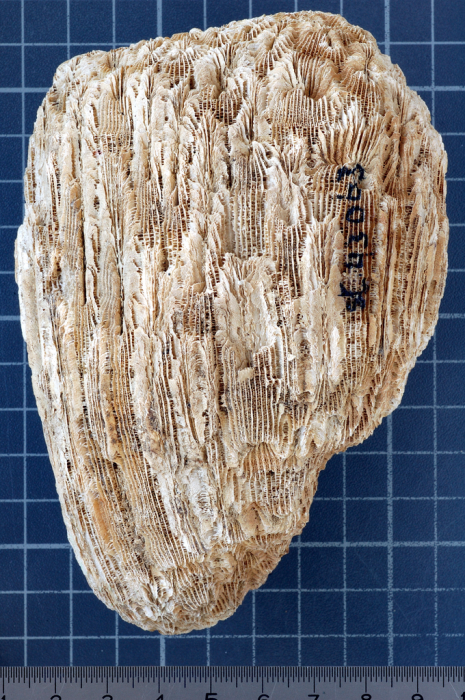 syntype of Coelocoenia torulosa Gerth syntype of Coelocoenia torulosa Gerth