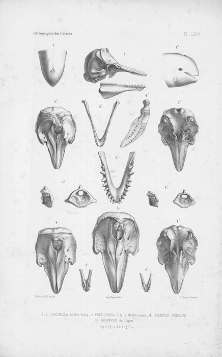 Van Beneden & Gervais (1880, pl. 64) Van Beneden & Gervais (1880, pl. 64)
