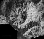 Holotype of Phyllocoenia irradians Milne Edwards & Haime