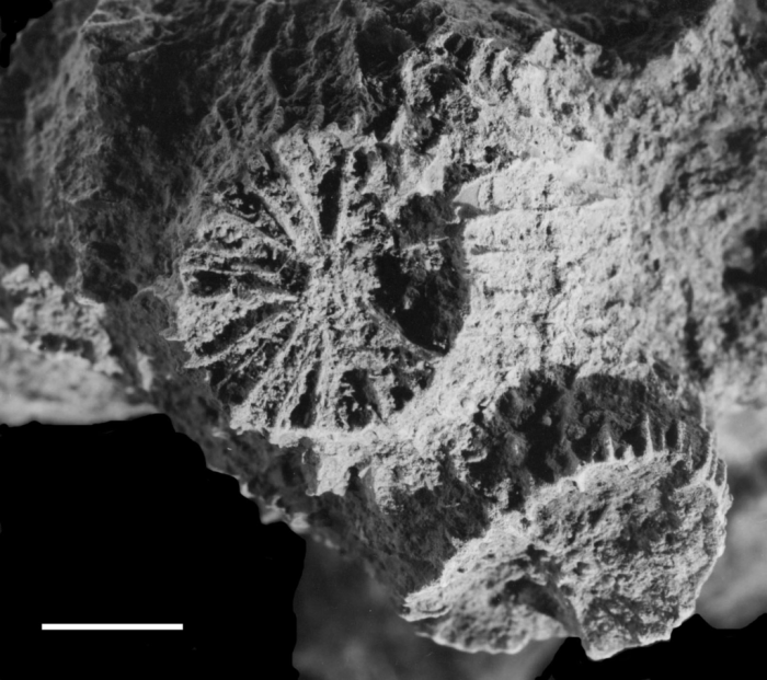 Holotype of Phyllocoenia irradians Milne Edwards & Haime Holotype of Phyllocoenia irradians Milne Edwards & Haime