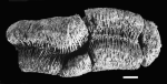 Holotype of Hadrophyllia saundersi Budd & Johnson