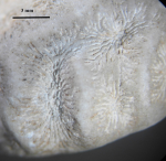 Neotype of the type species of Edwardsoseris