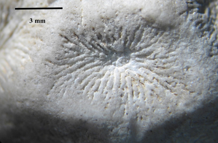 Neotype of the type species of Edwardsoseris