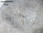 Neotype of the type species of Edwardsoseris