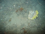 sponge from 720 m deep