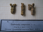 3 syntypes of the type species of Enallhelia