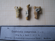 3 syntypes of the type species of Enallhelia