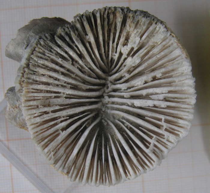 Lectotype of Epismilia haimei type species of the genus Lectotype of Epismilia haimei type species of the genus