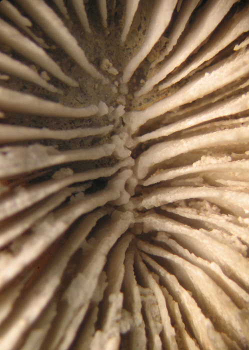 Lectotype of Epismilia haimei type species of the genus Lectotype of Epismilia haimei type species of the genus