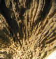 Anthozoa