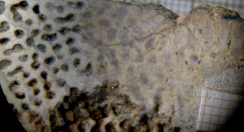 Neotype of Eunomia radiata Lamouroux