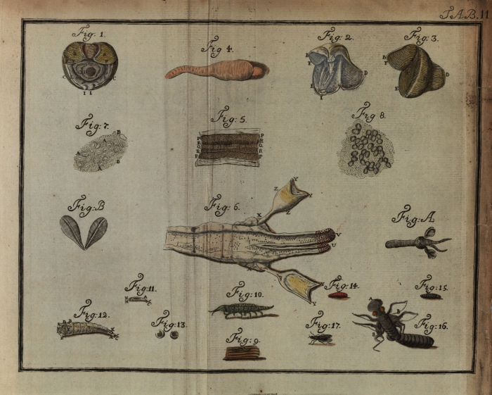 Sellius (1733, tabula 2 – kleur) Sellius (1733, tabula 2 – kleur)