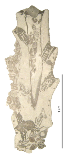 Topotype of Euhelia gemmata type species of the genus