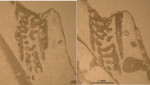 Topotype of Euhelia gemmata type species of the genus