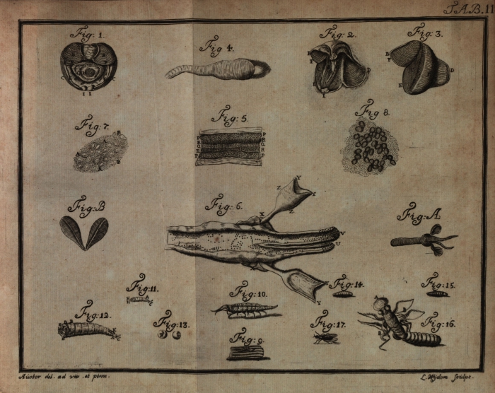 Sellius (1733, tabula 2 – zwart/wit) Sellius (1733, tabula 2 – zwart/wit)