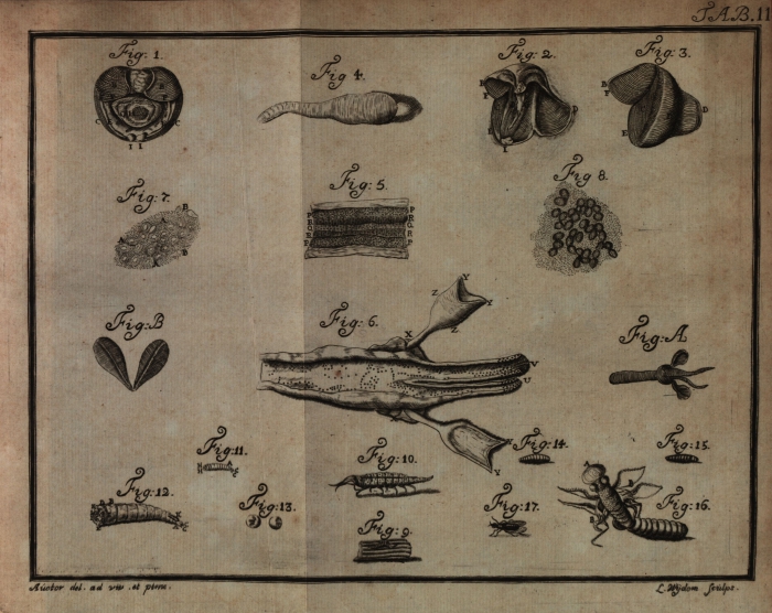 Sellius (1733, tabula 2  zwart/wit)