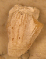 Topotype of Euhelia gemmata type species of the genus