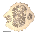 Topotype of Euhelia gemmata type species of the genus