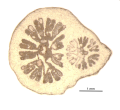 Topotype of Euhelia gemmata type species of the genus