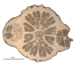 Topotype of Euhelia gemmata type species of the genus