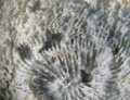 Anthozoa