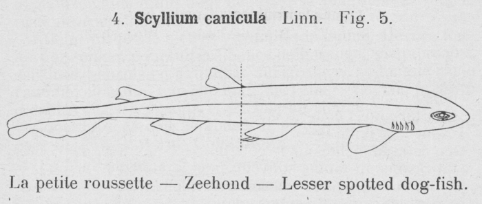 Gilson (1921, fig. 05) Gilson (1921, fig. 05)