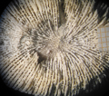 Anthozoa