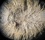 Syntype of Haplaraea elegans, type species of the genus