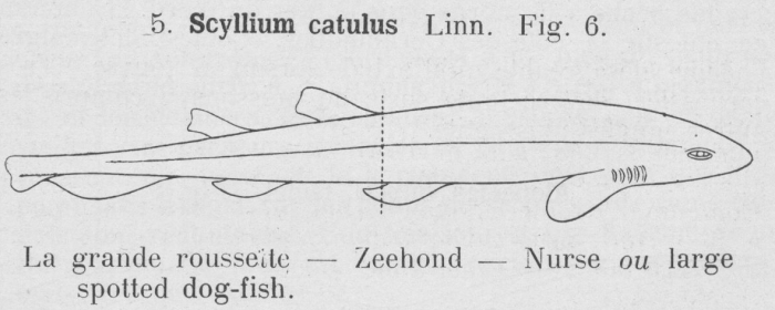 Gilson (1921, fig. 06)