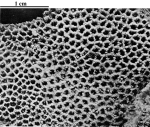 Holotype of Hispaniastraea murciana type species of the genus