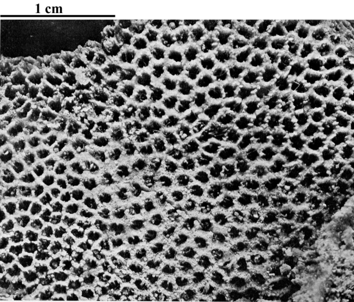 Holotype of Hispaniastraea murciana type species of the genus Holotype of Hispaniastraea murciana type species of the genus