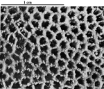 Holotype of Hispaniastraea murciana type species of the genus