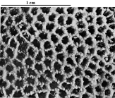 Holotype of Hispaniastraea murciana type species of the genus