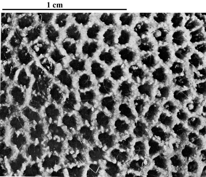 Holotype of Hispaniastraea murciana type species of the genus Holotype of Hispaniastraea murciana type species of the genus
