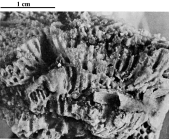 Holotype of Hispaniastraea murciana type species of the genus